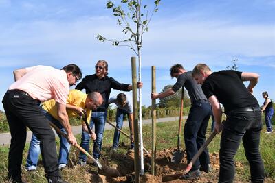 Bild zur Pressemitteilung: Für die Einheit und das Klima: Stadt Landau pflanzt beim #Einheitsbuddeln 22 neue Bäume zwischen Arzheim und Wollmesheimer Höhe