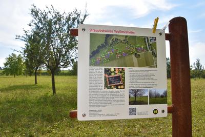 Bild zur Pressemitteilung: Früchte frisch vom Baum: Stadt Landau gibt erneut zwei Streuobstwiesen bei Arzheim und Wollmesheim zum Selbstpflücken frei